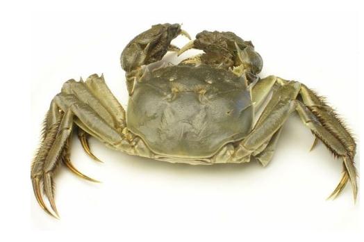 进口海鲜批发